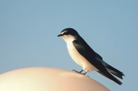 Tachycineta albilinea